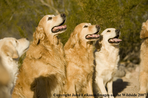 Golden Retrievers 