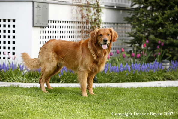 Golden Retriever