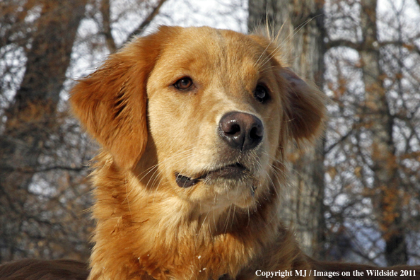 Golden Retriever in winter.