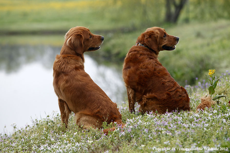 Golden Retrievers