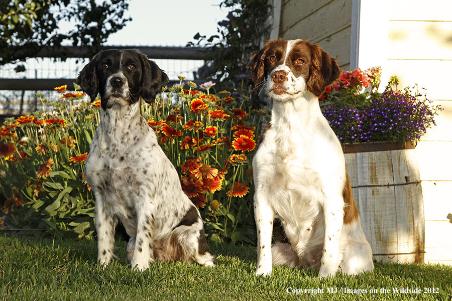 Springer Spaniels in yard.