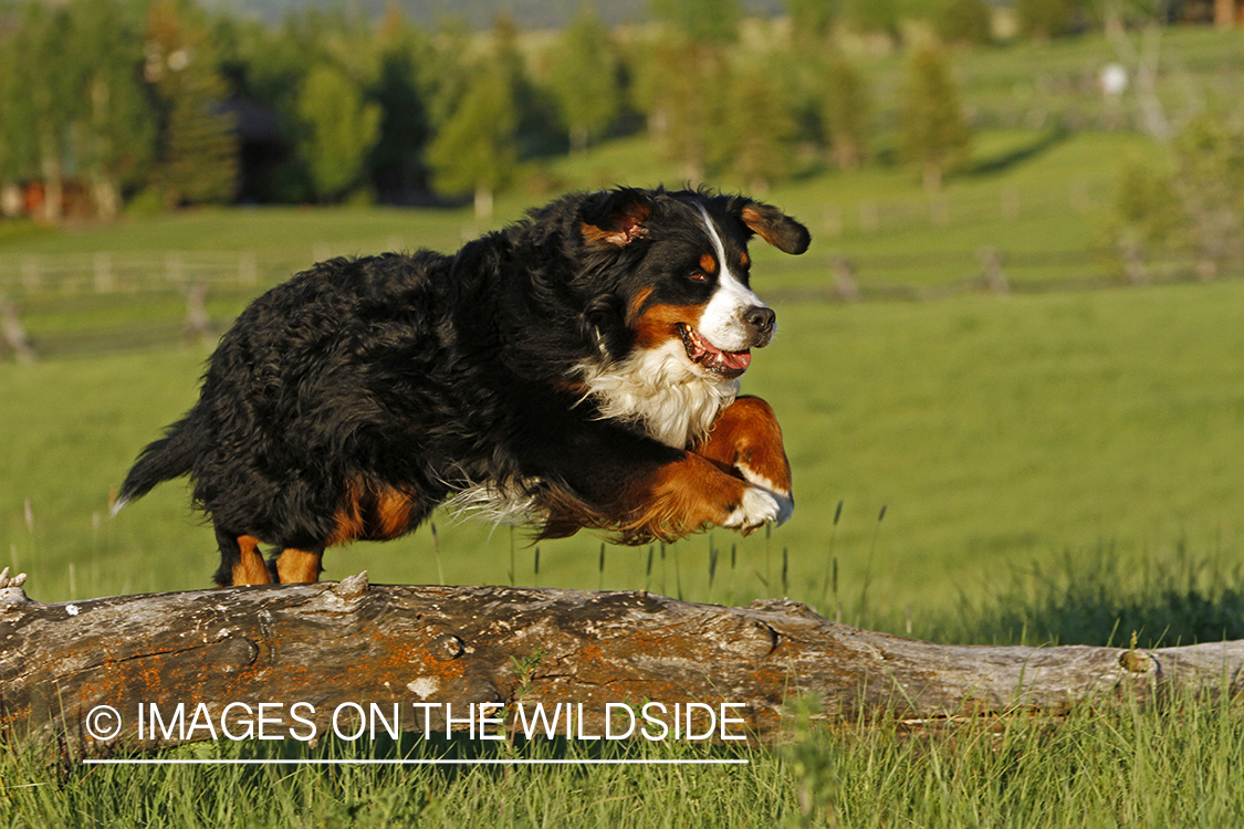 Bernese Mountain Dog jumping.