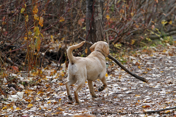 Yellow Labrador Retriever Puppy with stick