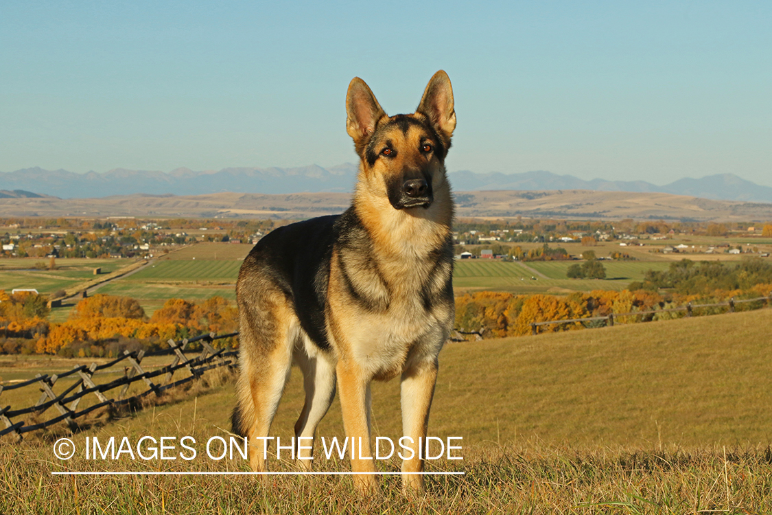 German Shepherd in grass.
