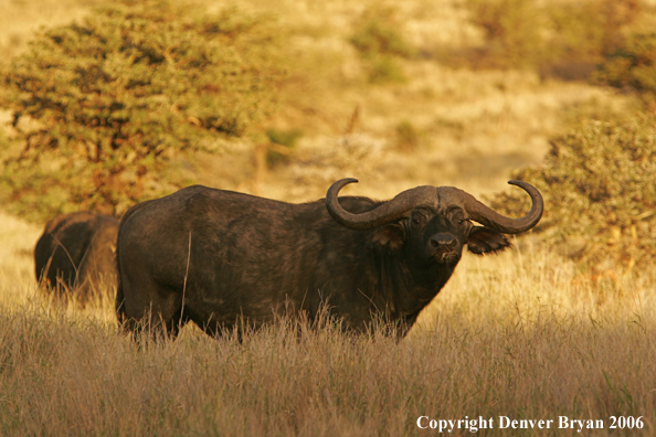 African Cape Buffalo
