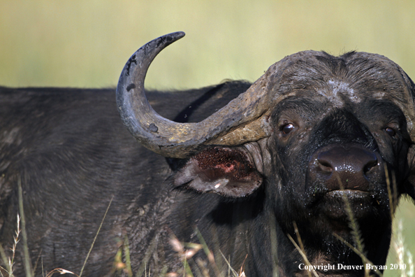 Cape buffalo bull.