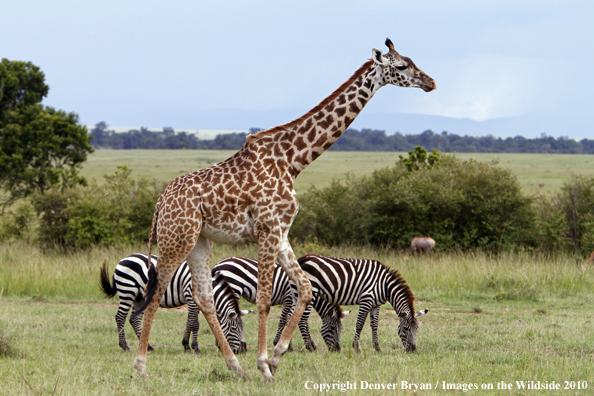 Masai Giraffe with Burchell's Zebra