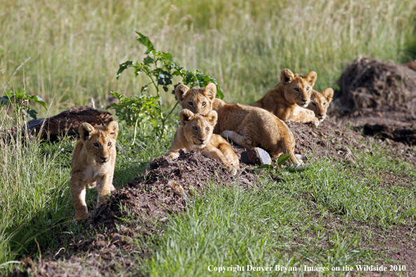 African Lion Cubs 