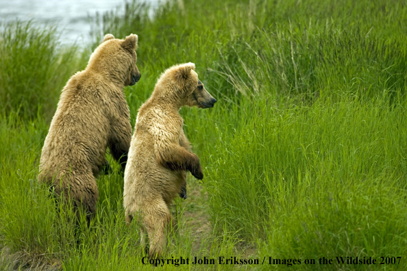 Brown bears