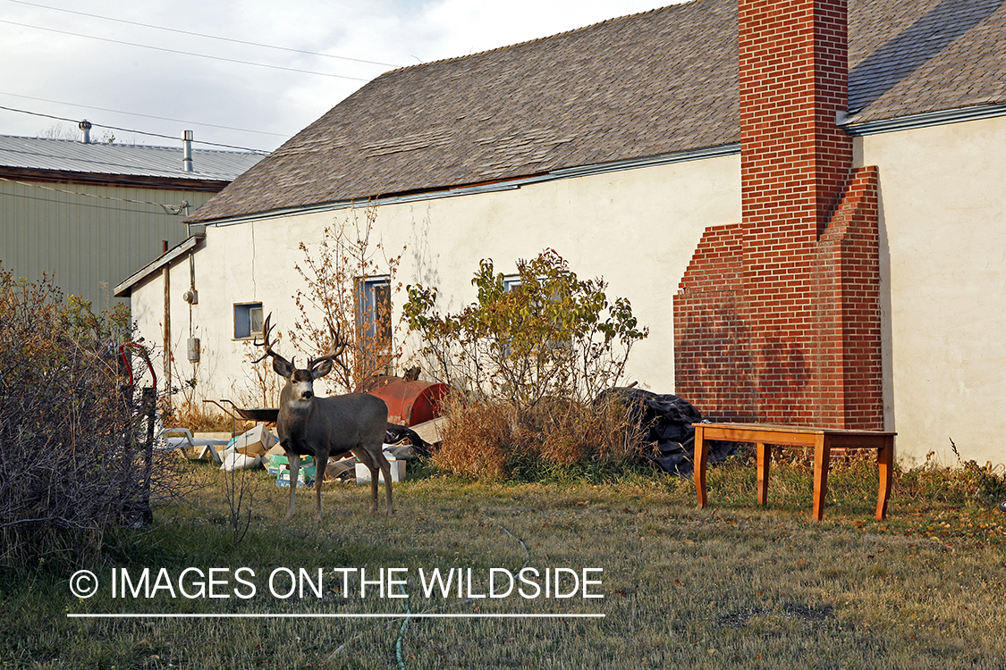 Mule deer in urban setting