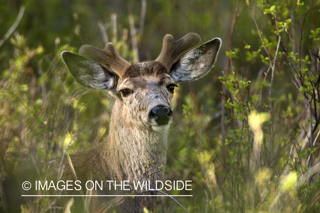 Mule deer 
