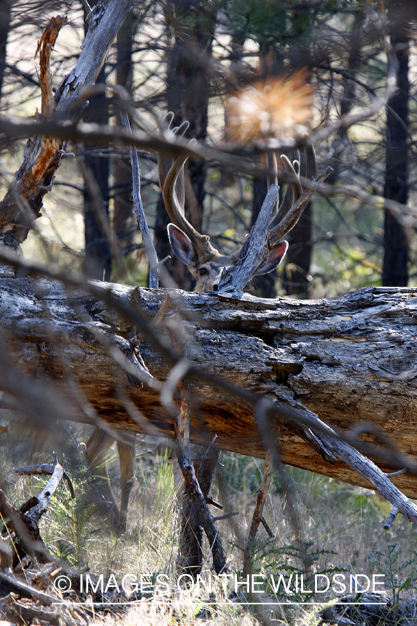 Mule Deer in Habitat