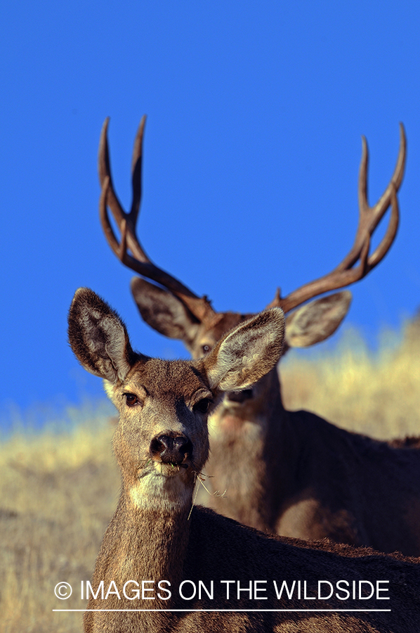 Mule Deer