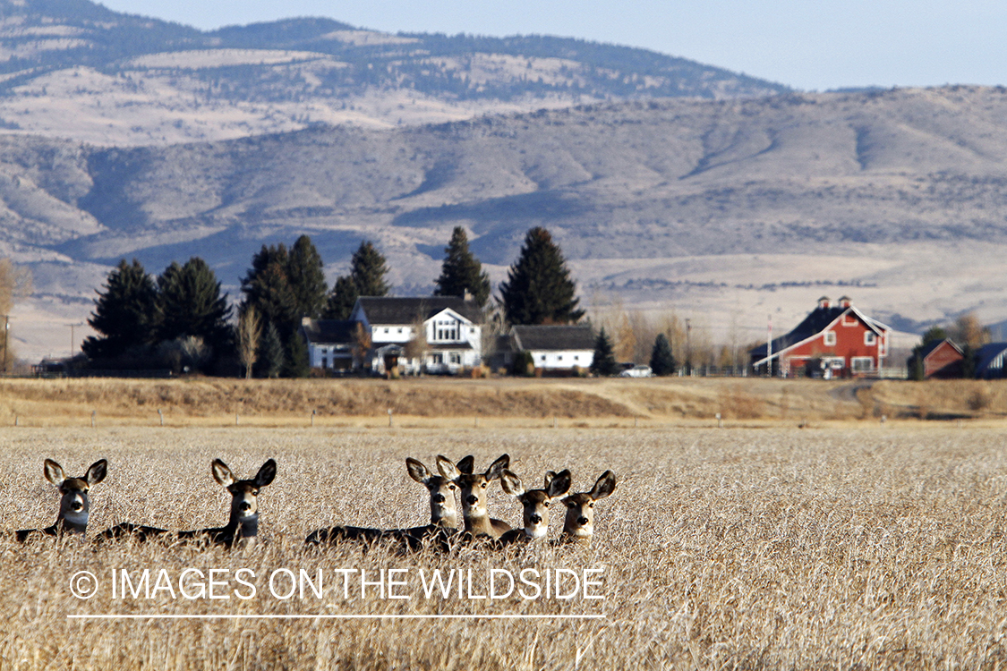 Mule deer in field. 