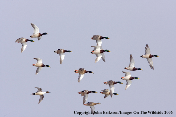 Mallard ducks in habitat.