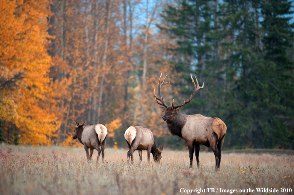 Rocky Mountain Bull Elk with cows. 