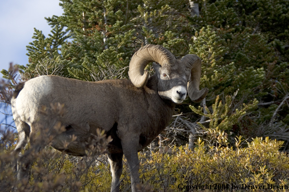 Rocky Mountain bighorn sheep (ram).