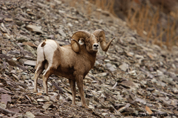 Rocky Mountain Big Horn Sheep