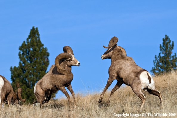 Rocky Mountain Bighorn Sheep
