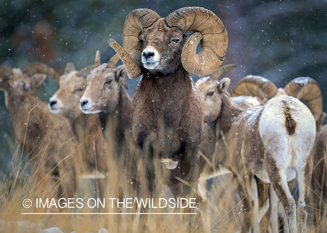 Bighorn sheep rams in field.