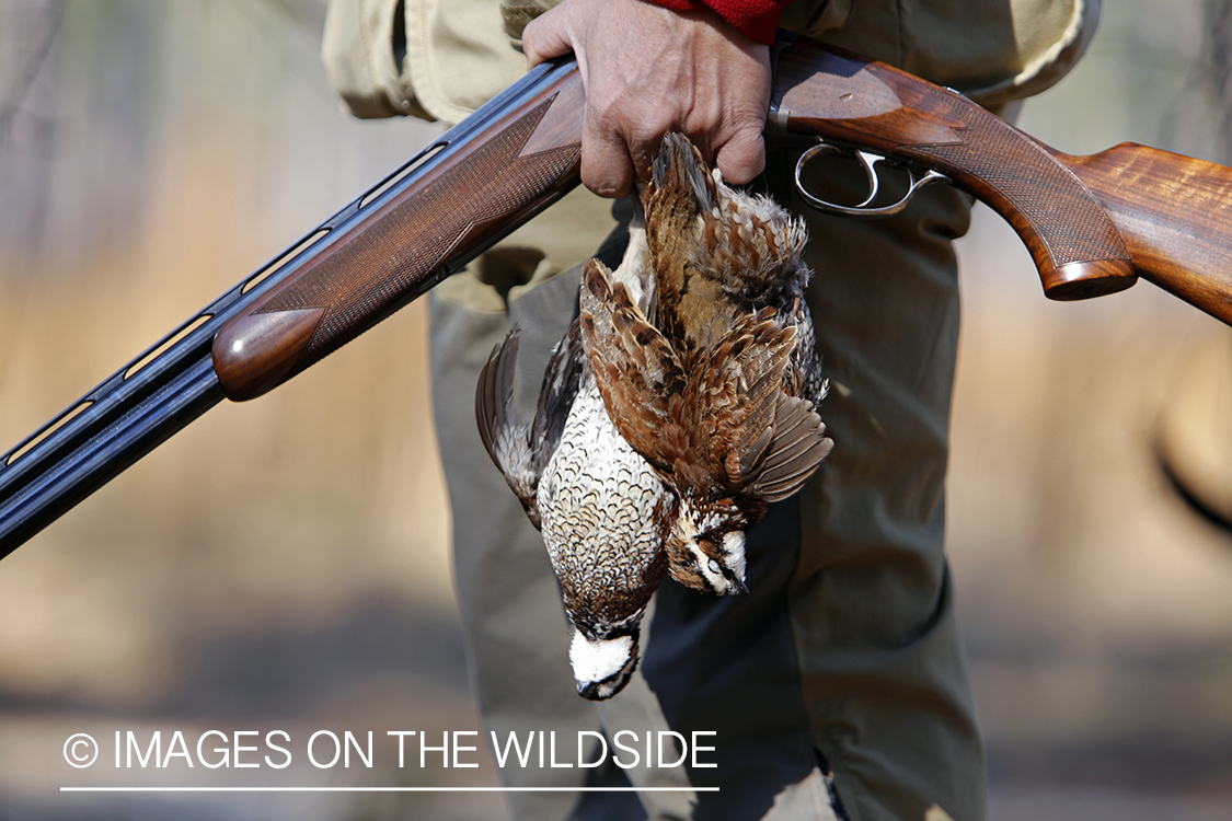 Bobwhite quail hunter with bagged bobwhite quail.