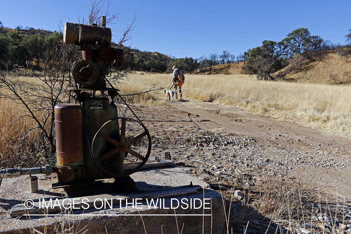 Upland game bird hunter with English Setters in field.