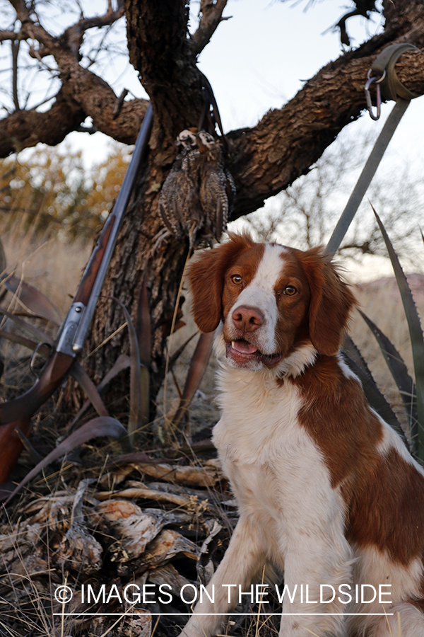 Brittany Spaniel with bagged Mearns quail and shotgun.