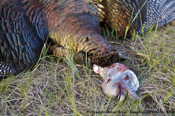 Bagged (Merriam's) Turkey