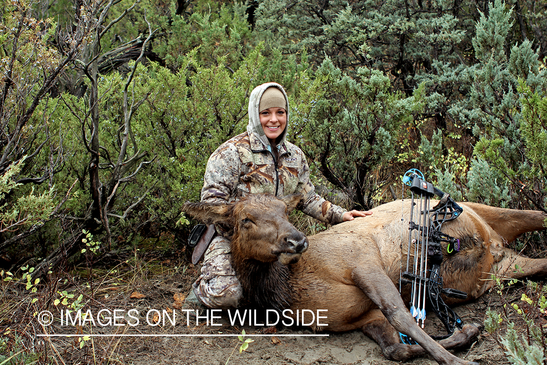 Woman hunter with bagged cow elk.