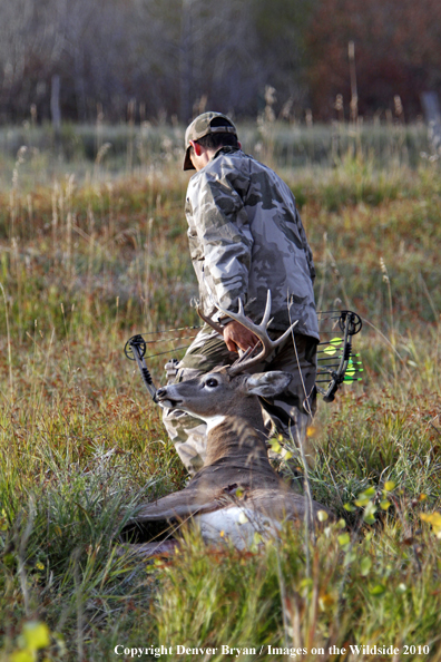 Bowhunter dragging downed white-tailed buck.