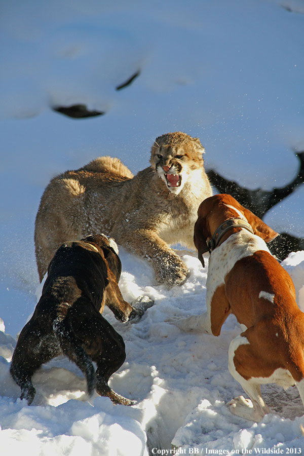 Hunting dogs cornering mountain lion.