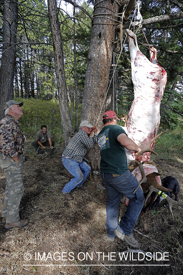 Bowhunters field dressing bagged Rocky Mountain Elk. 