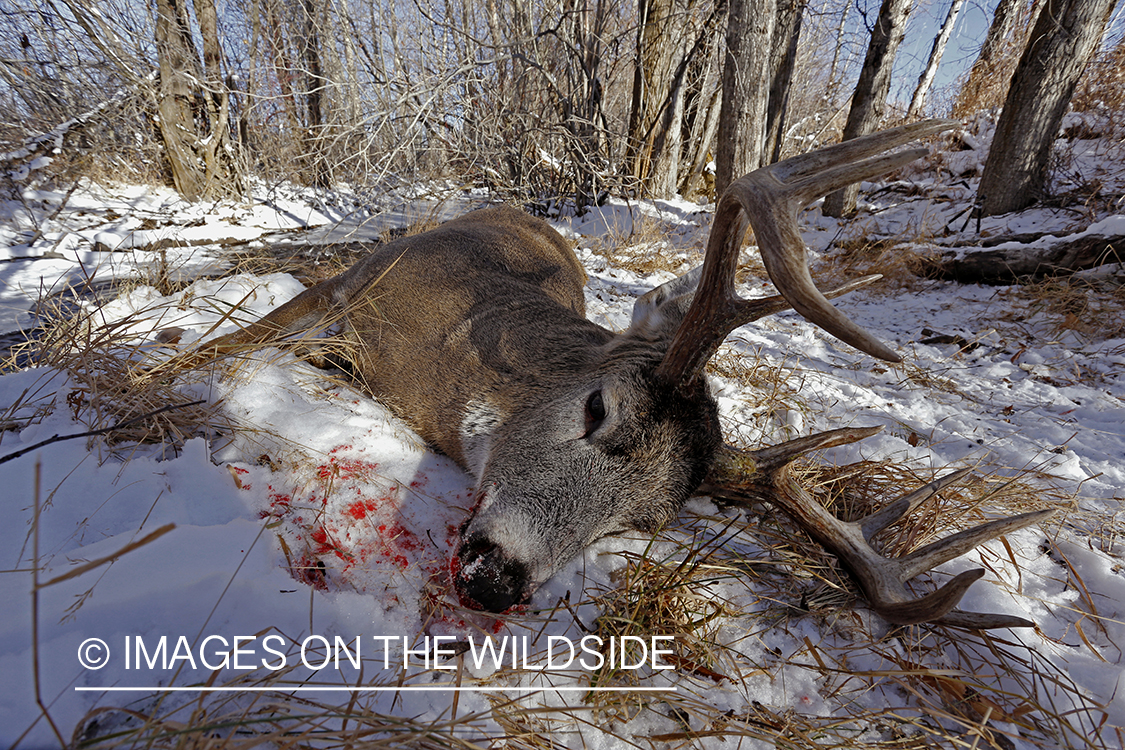 Downed white-tailed buck in field.
