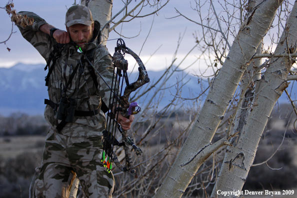 Bowhunter aiming bow from tree stand.