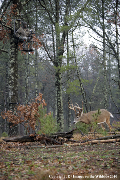 Bowhunting for wite-tailed deer from tree stand.