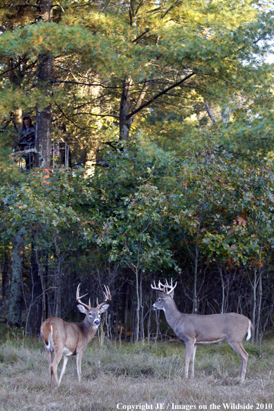 Bowhunter in treestand with white-tailed deer on ground. 