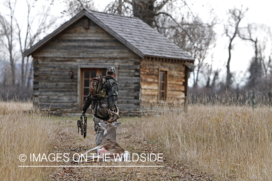 Bowhunter dragging bagged white-tailed buck.