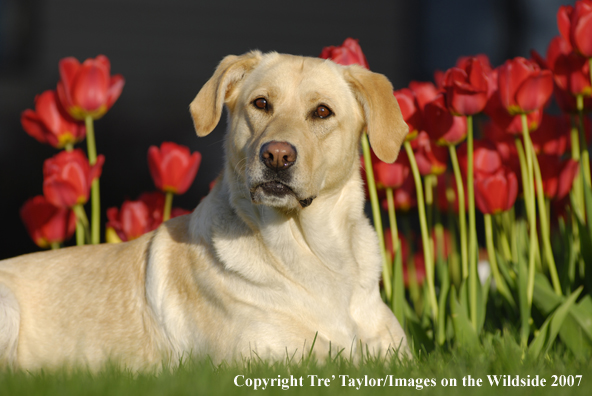 Yellow Labrador Retriever