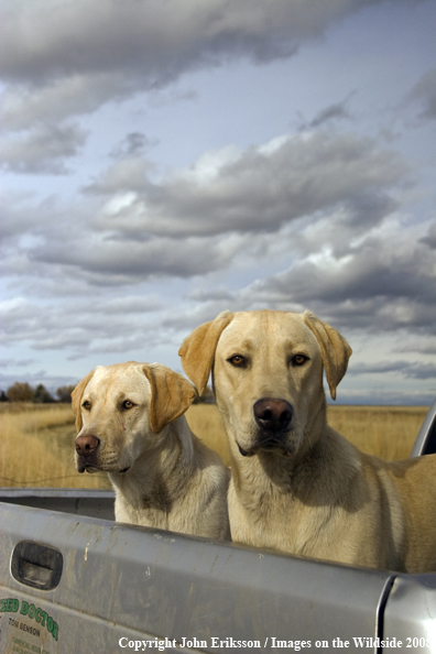 Yellow Labrador Retrievers