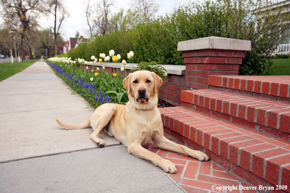 Yellow Labrador Retriever by flowers