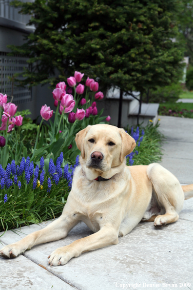 Yellow Labrador Retriever by flowers
