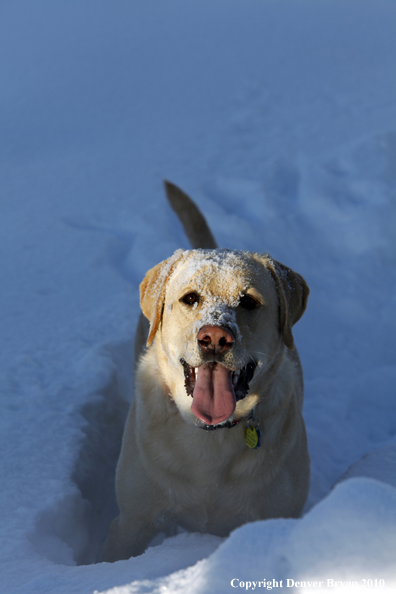  Yellow lab playing in snow.