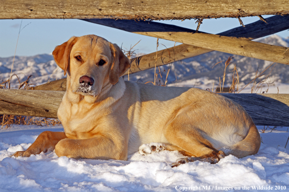 Yellow Labrador Retriever