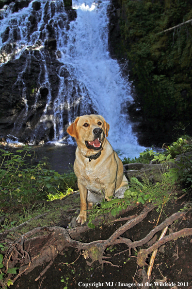Yellow Labrador Retriever.