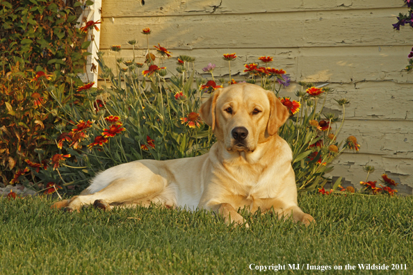 Yellow Labrador Retriever.