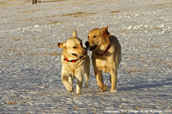 Yellow Labs playing with stick. 
