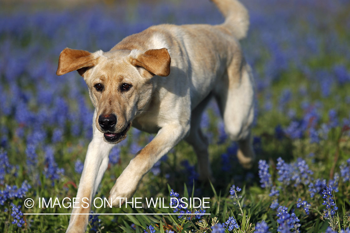 Yellow Labrador Retriever in field of wildflowers.