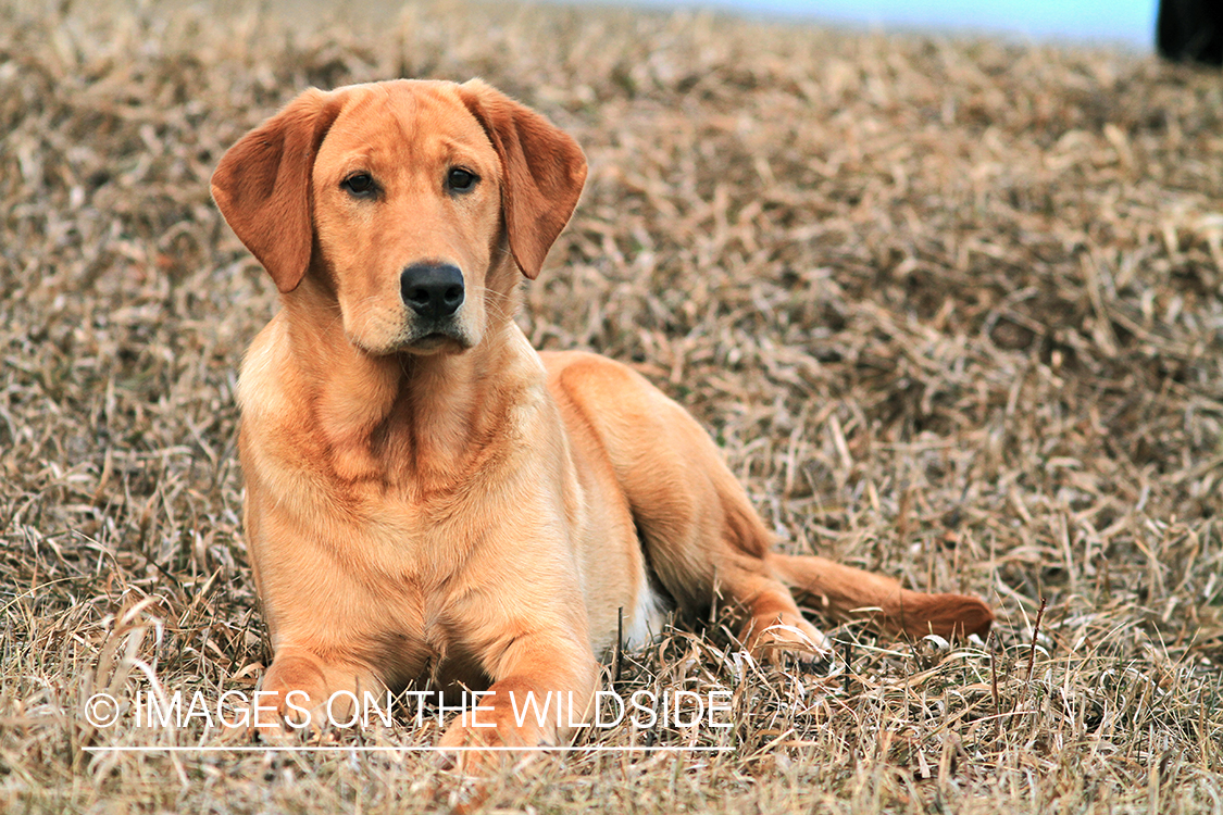 Yellow Labrador Retriever 