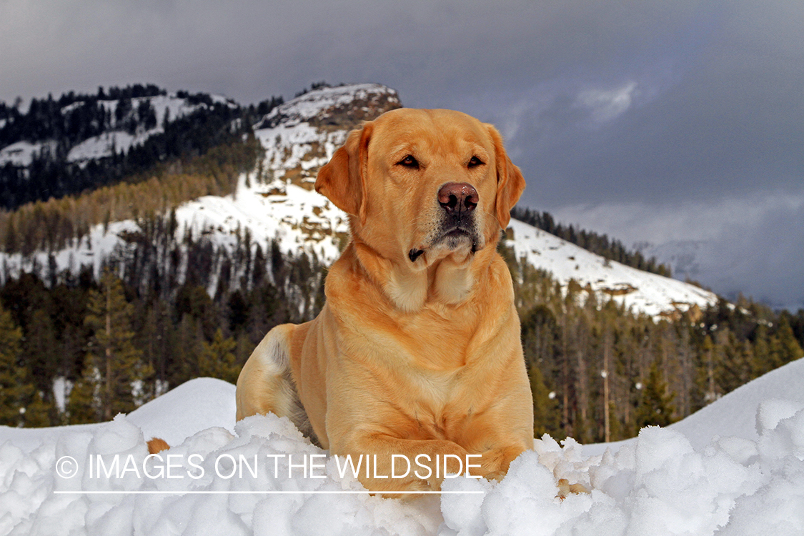 Yellow lab in snow.