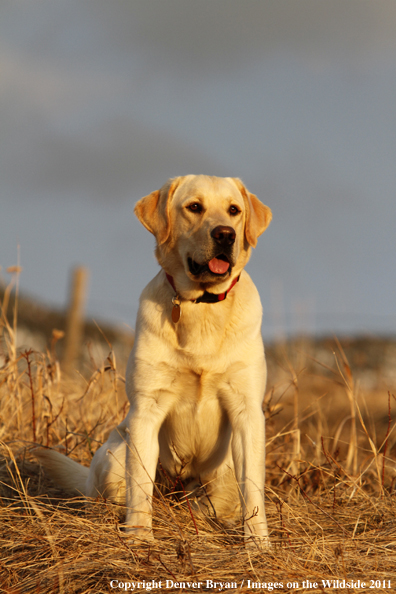 Yellow Labrador Retriever.
